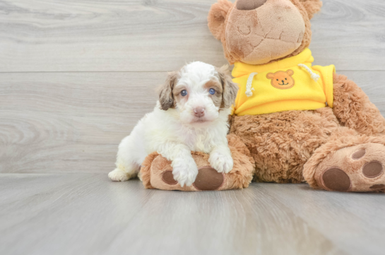 Mini Aussiedoodle Puppy for Adoption