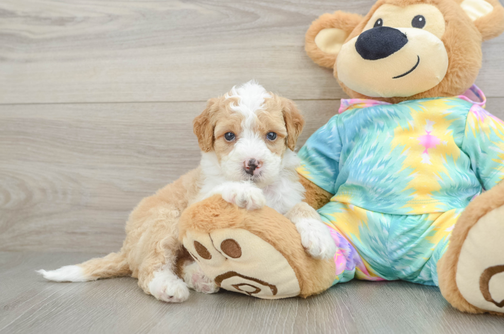 5 week old Mini Aussiedoodle Puppy For Sale - Florida Fur Babies