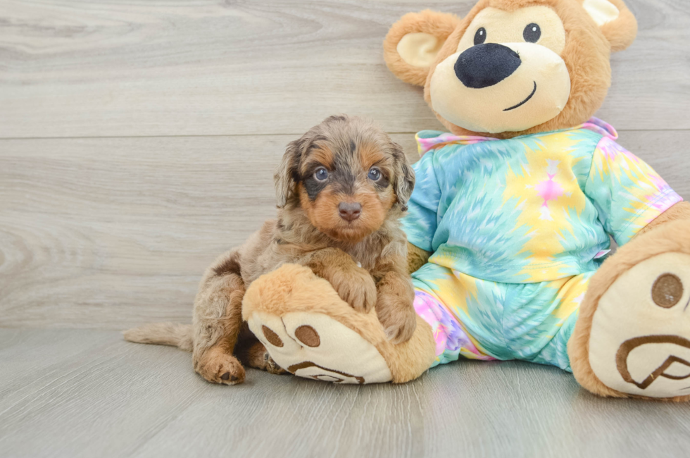 5 week old Mini Aussiedoodle Puppy For Sale - Florida Fur Babies