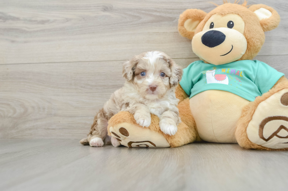 5 week old Mini Aussiedoodle Puppy For Sale - Florida Fur Babies