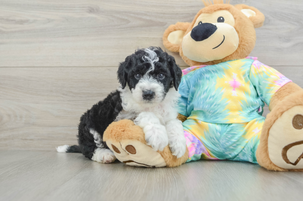5 week old Mini Aussiedoodle Puppy For Sale - Florida Fur Babies