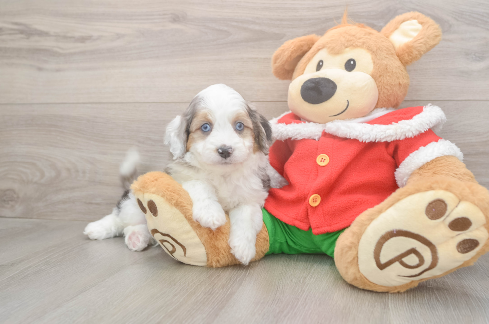 5 week old Mini Aussiedoodle Puppy For Sale - Florida Fur Babies