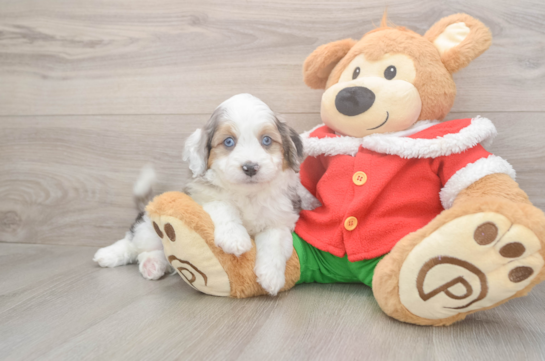 Smart Mini Aussiedoodle Poodle Mix Pup