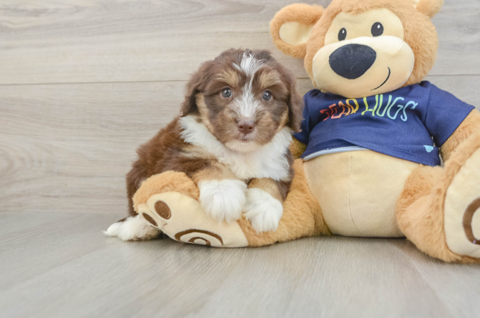 5 week old Mini Aussiedoodle Puppy For Sale - Florida Fur Babies