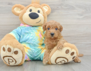 8 week old Mini Aussiedoodle Puppy For Sale - Florida Fur Babies