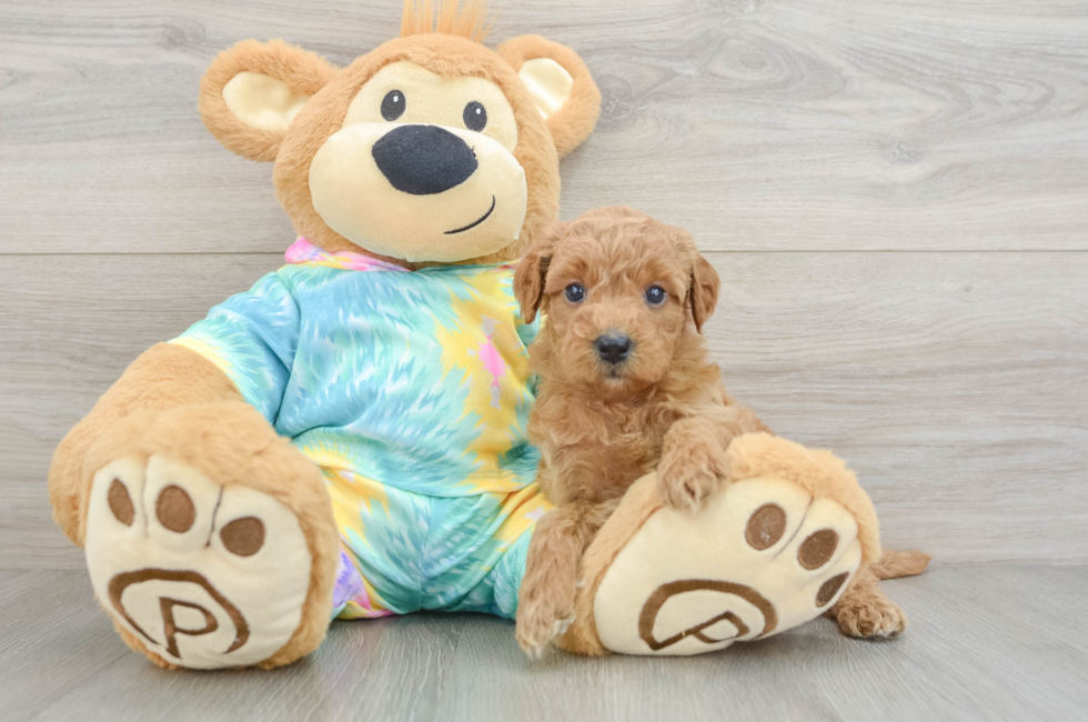 5 week old Mini Aussiedoodle Puppy For Sale - Florida Fur Babies