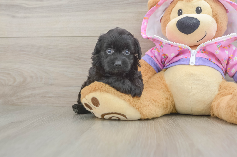 5 week old Mini Aussiedoodle Puppy For Sale - Florida Fur Babies