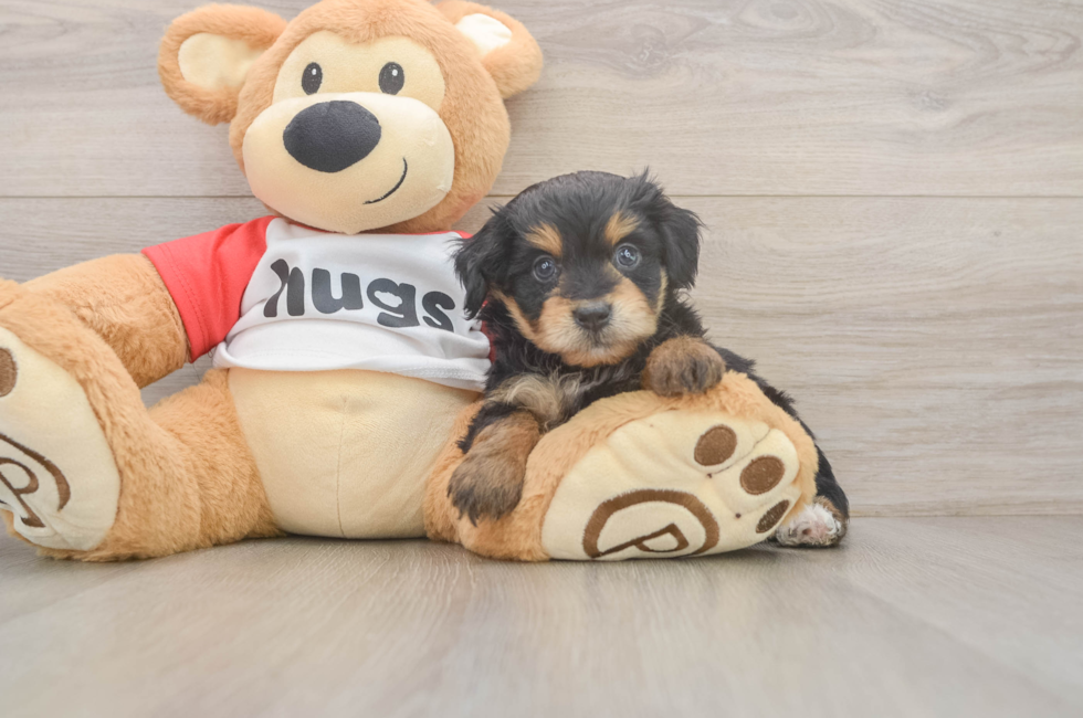 5 week old Mini Aussiedoodle Puppy For Sale - Florida Fur Babies