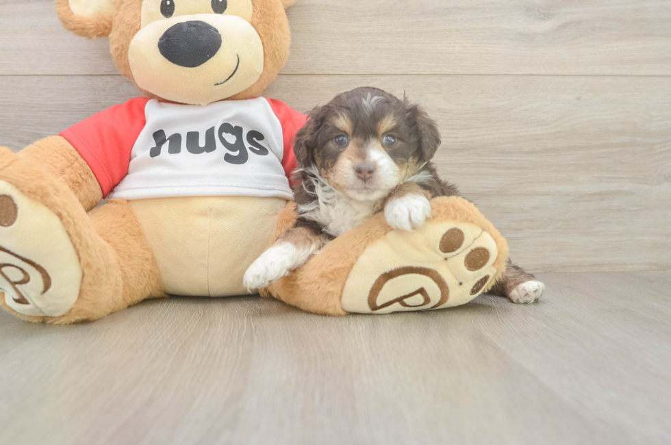 5 week old Mini Aussiedoodle Puppy For Sale - Florida Fur Babies