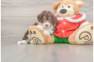 Funny Mini Aussiedoodle Poodle Mix Pup