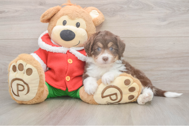 Mini Aussiedoodle Puppy for Adoption