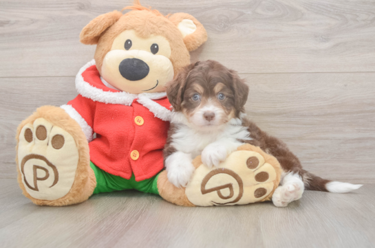 Mini Aussiedoodle Puppy for Adoption