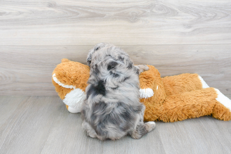 Meet Cuddles - our Mini Aussiedoodle Puppy Photo 3/3 - Florida Fur Babies
