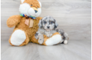 Meet Cuddles - our Mini Aussiedoodle Puppy Photo 1/3 - Florida Fur Babies