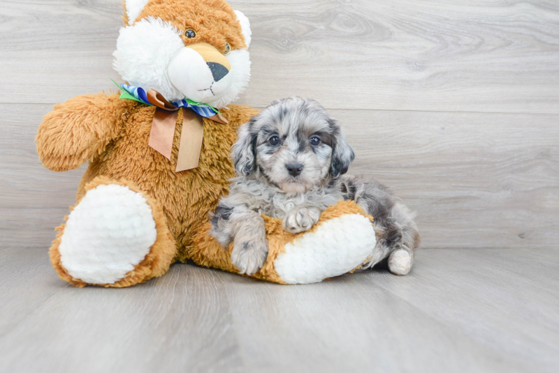 Meet Cuddles - our Mini Aussiedoodle Puppy Photo 1/3 - Florida Fur Babies
