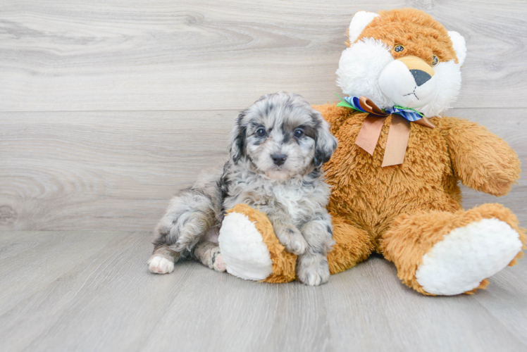 Meet Cuddles - our Mini Aussiedoodle Puppy Photo 2/3 - Florida Fur Babies