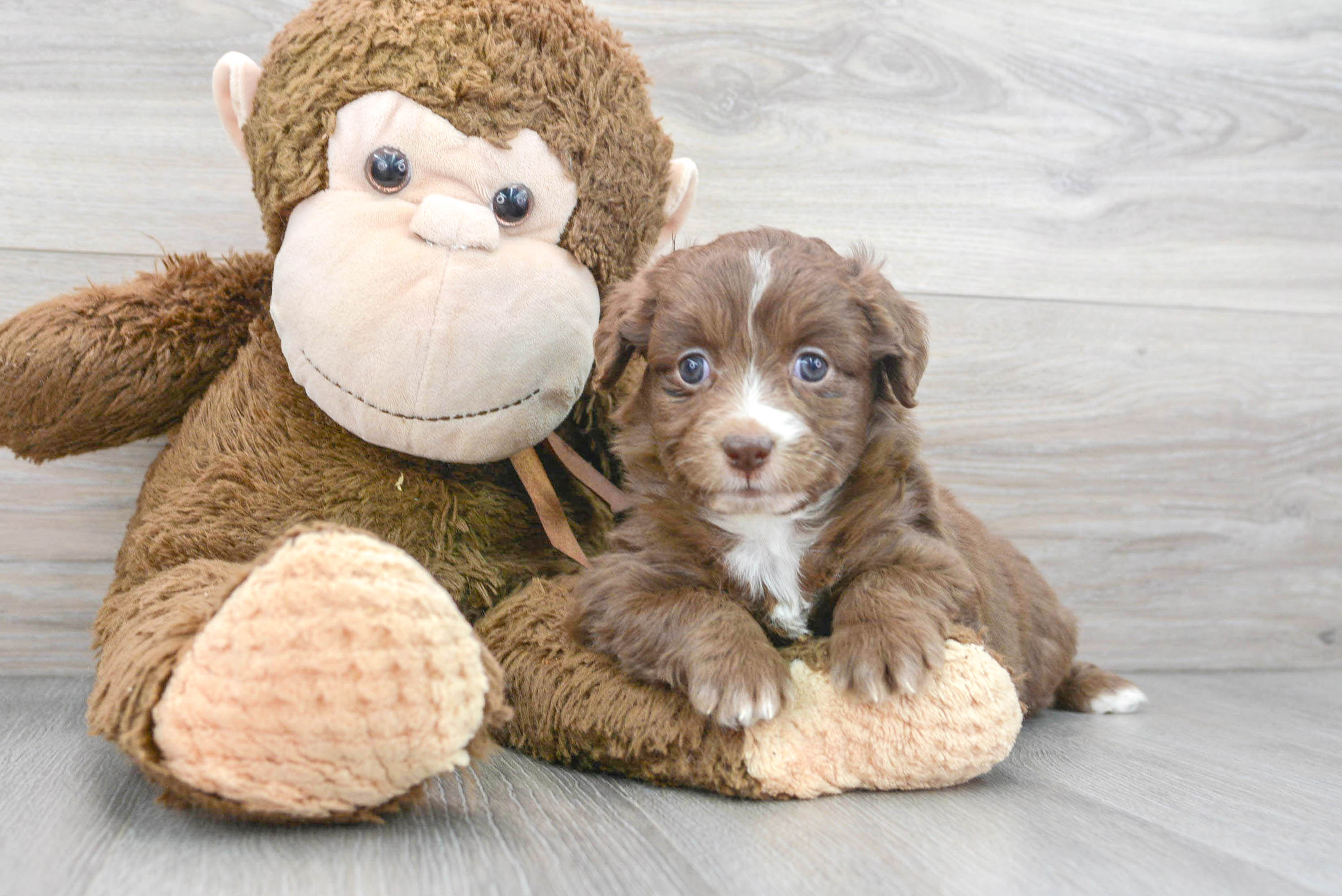 Aussiedoodle puppies for sales adoption