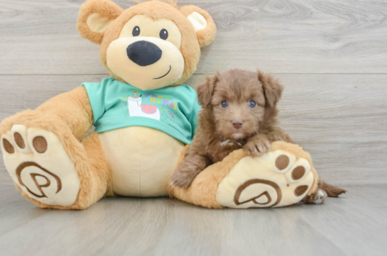 Funny Mini Aussiedoodle Poodle Mix Pup