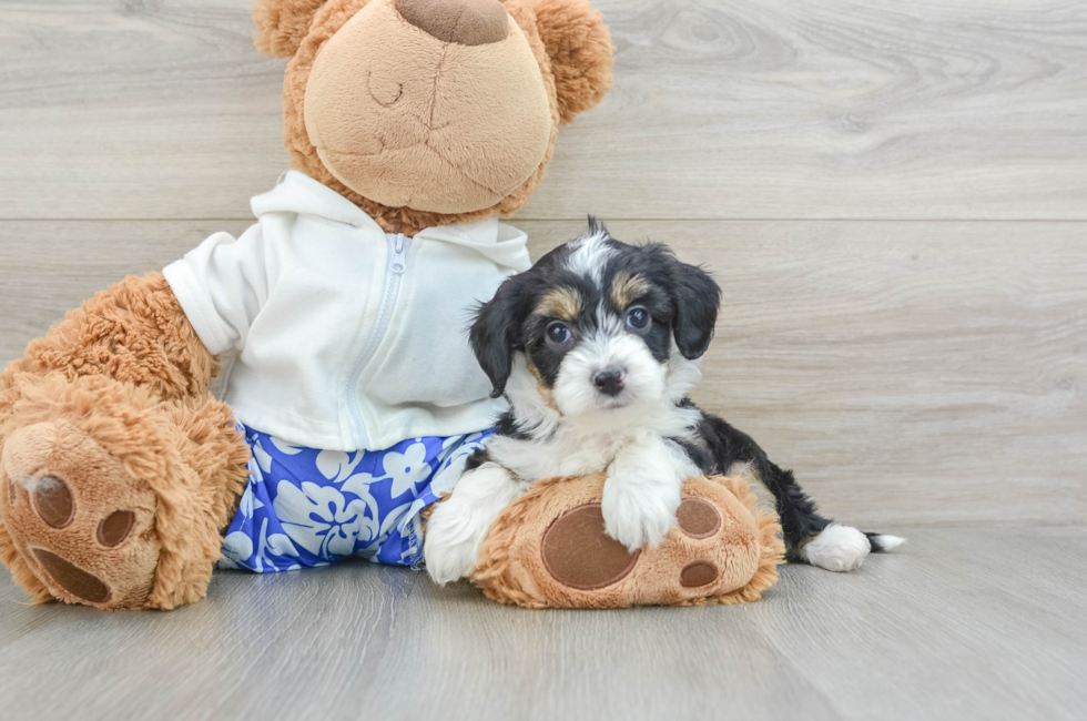 7 week old Mini Aussiedoodle Puppy For Sale - Florida Fur Babies