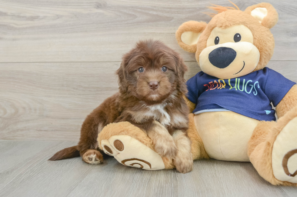 5 week old Mini Aussiedoodle Puppy For Sale - Florida Fur Babies
