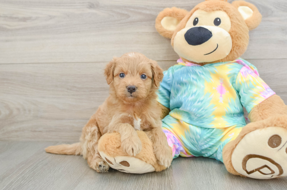 5 week old Mini Aussiedoodle Puppy For Sale - Florida Fur Babies