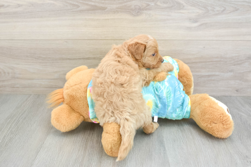 Meet Cutie - our Mini Aussiedoodle Puppy Photo 2/3 - Florida Fur Babies