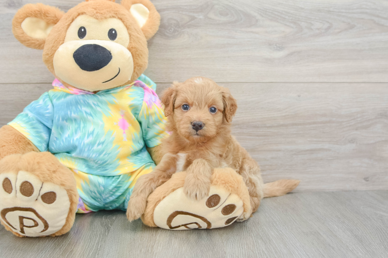 Meet Cutie - our Mini Aussiedoodle Puppy Photo 3/3 - Florida Fur Babies