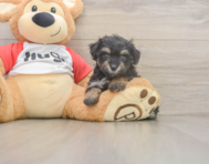 8 week old Mini Aussiedoodle Puppy For Sale - Florida Fur Babies