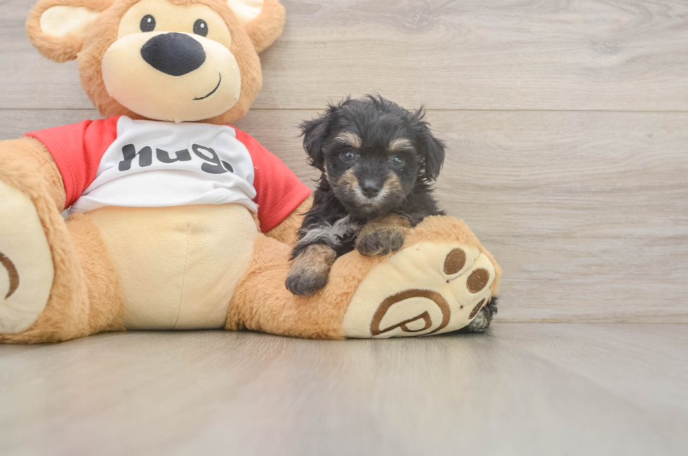 5 week old Mini Aussiedoodle Puppy For Sale - Florida Fur Babies