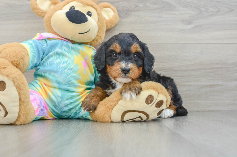 6 week old Mini Aussiedoodle Puppy For Sale - Florida Fur Babies