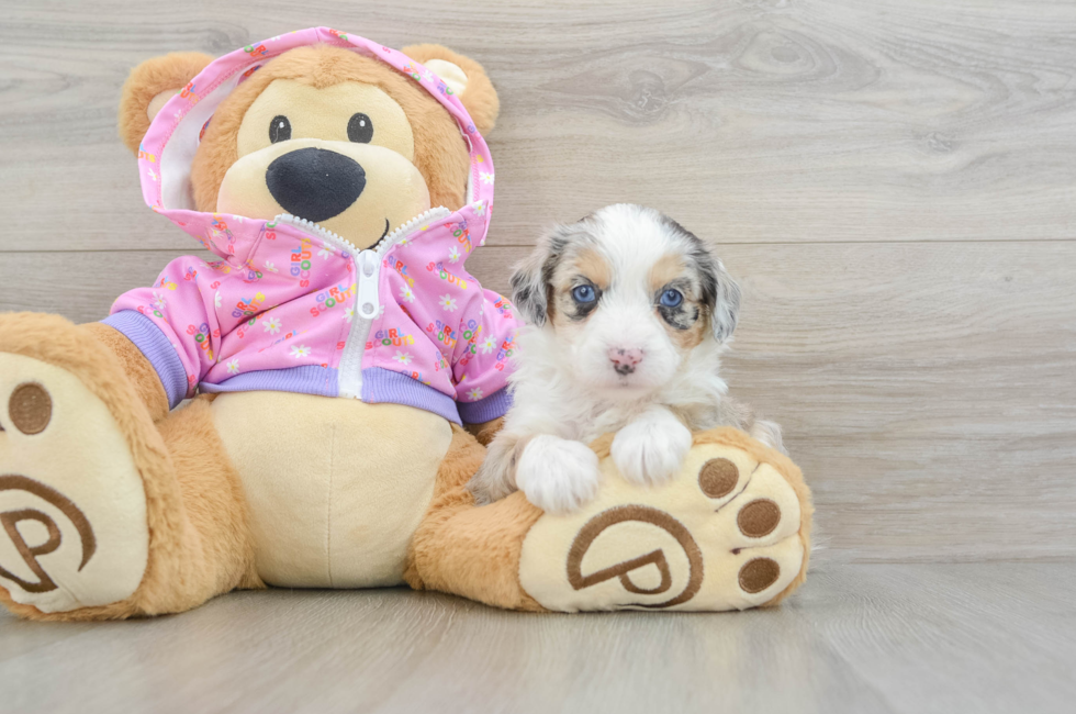 5 week old Mini Aussiedoodle Puppy For Sale - Florida Fur Babies