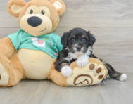 8 week old Mini Aussiedoodle Puppy For Sale - Florida Fur Babies