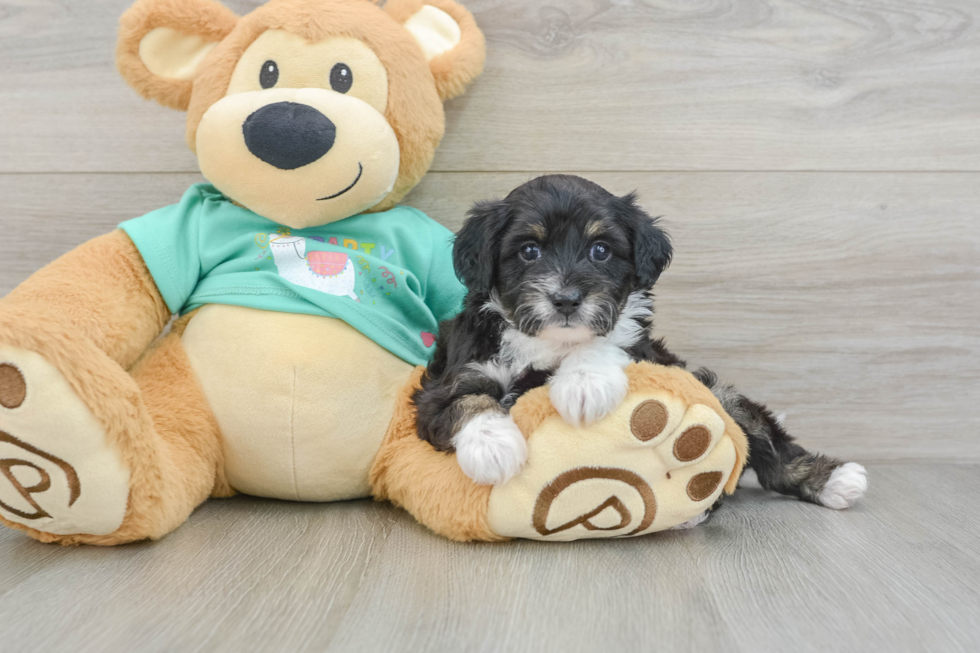 Mini Aussiedoodle Pup Being Cute