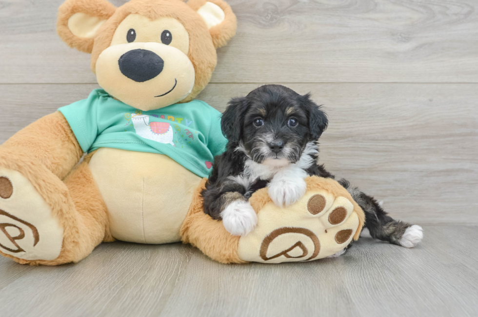 5 week old Mini Aussiedoodle Puppy For Sale - Florida Fur Babies