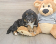 9 week old Mini Aussiedoodle Puppy For Sale - Florida Fur Babies