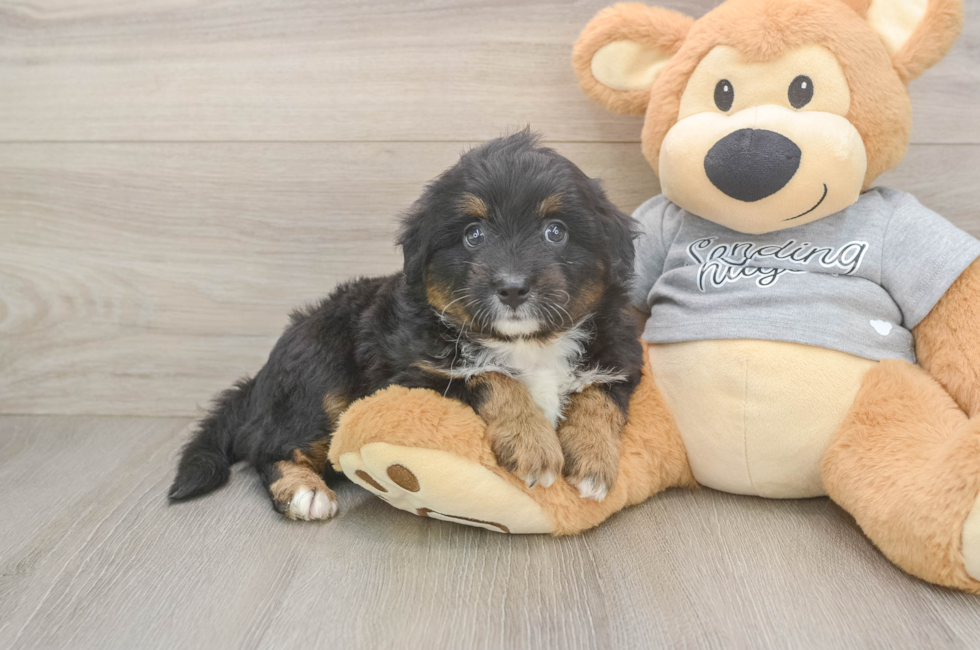 6 week old Mini Aussiedoodle Puppy For Sale - Florida Fur Babies
