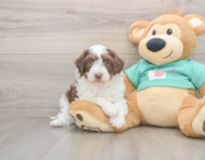 5 week old Mini Aussiedoodle Puppy For Sale - Florida Fur Babies