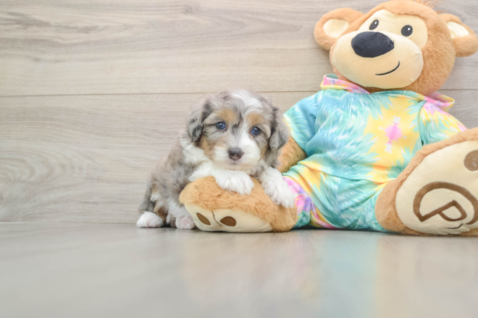 Mini Aussiedoodle Pup Being Cute