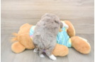 Hypoallergenic Aussiepoo Poodle Mix Puppy
