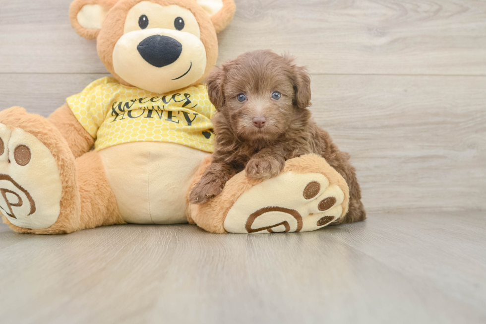 Best Mini Aussiedoodle Baby