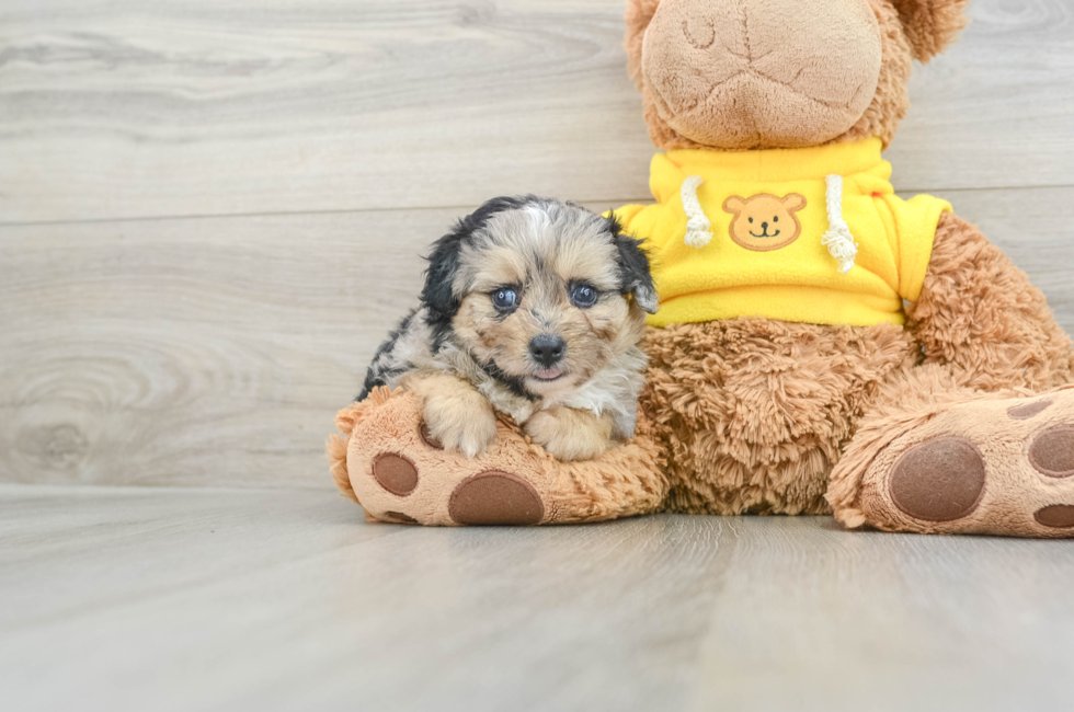 6 week old Mini Aussiedoodle Puppy For Sale - Florida Fur Babies