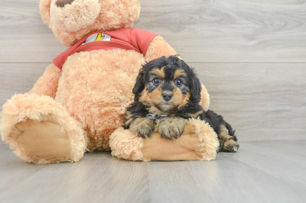 6 week old Mini Aussiedoodle Puppy For Sale - Florida Fur Babies