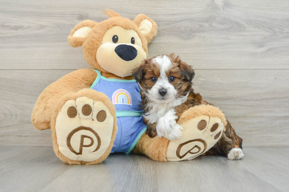 Mini Aussiedoodle Pup Being Cute