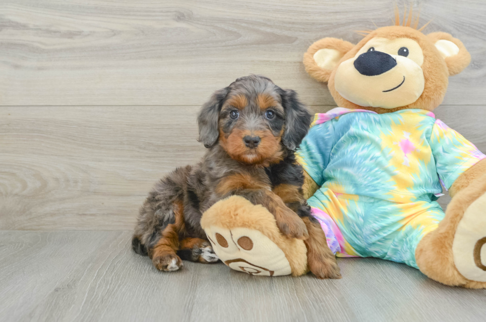 6 week old Mini Aussiedoodle Puppy For Sale - Florida Fur Babies