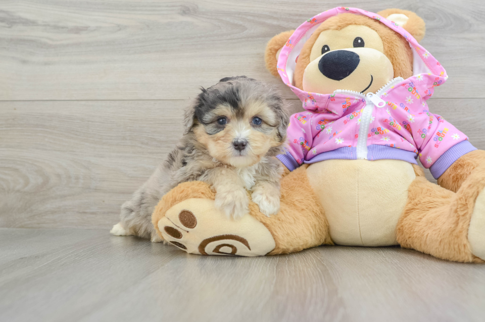 5 week old Mini Aussiedoodle Puppy For Sale - Florida Fur Babies