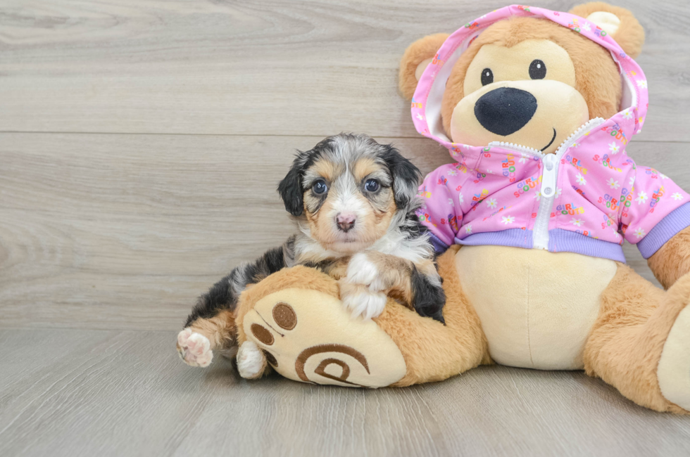 5 week old Mini Aussiedoodle Puppy For Sale - Florida Fur Babies