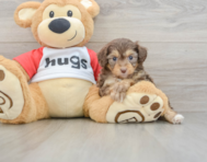 7 week old Mini Aussiedoodle Puppy For Sale - Florida Fur Babies