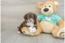 Best Mini Aussiedoodle Baby