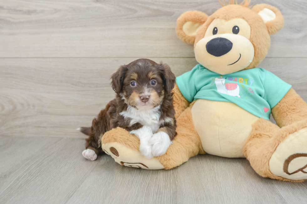 5 week old Mini Aussiedoodle Puppy For Sale - Florida Fur Babies