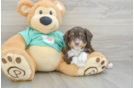 Mini Aussiedoodle Pup Being Cute